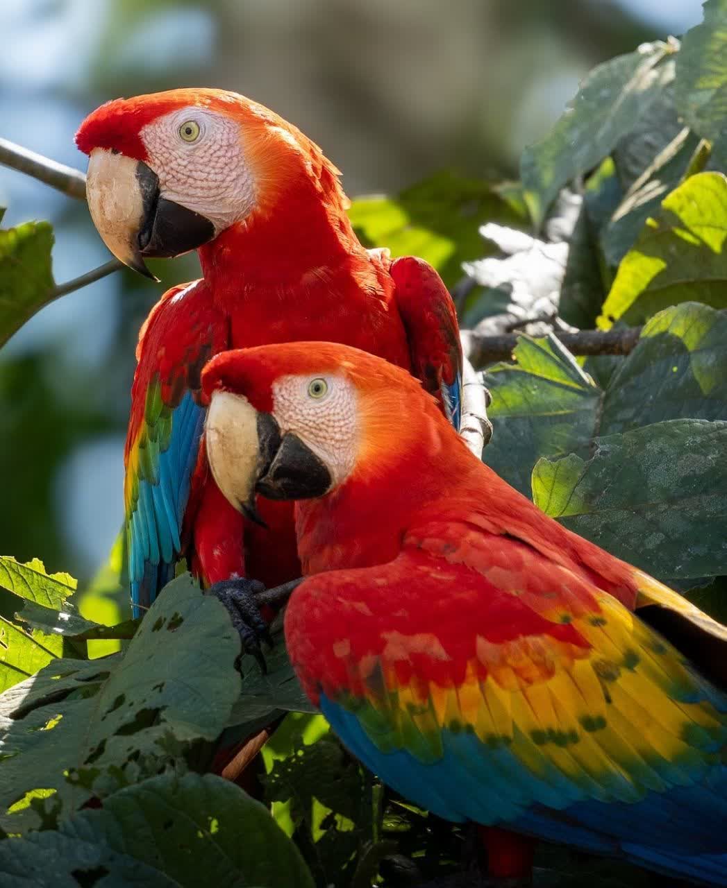 آموزش تکثیر،پرورش و درامدزایی از طوطیسانان کرمانشاه&nbsp;