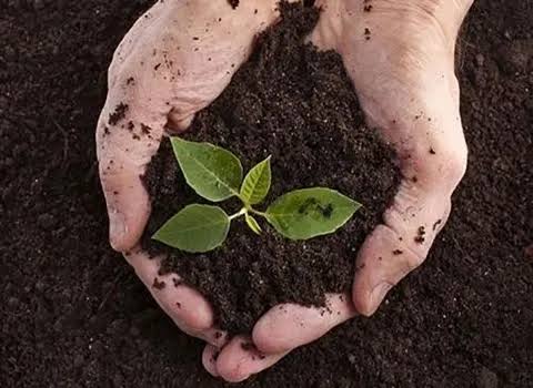 خرید فله ای ورمی کمپوست 