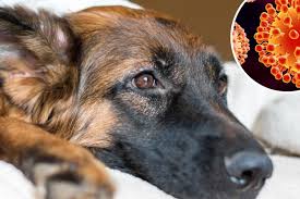 پاروا ویروس Canine parvovirus یک بیماری ویروسی کشنده است که دستگاه گوارش سگها را درگیر می کند و عموما سگهای جوان مبتلا می شوند. علائم آن شامل تب شدید ، اسهال ، گاهی اسهال خونی ، بیحالی ، ضعف شدید می باشد. کیت های آزمایش سریع تشخیصی در تایید بیماری موثر هستند. درمان آن با انتی بیوتیک های وسیع الطیف و سرم تراپی چند روزه می تواند انجام پذیرد