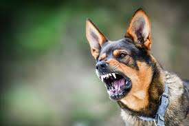 هاری Rabies یکی از بیماری های ویروسی کشنده است که تقریبا کلیه پستانداران را درگیر می کند. با توجه به ارتباط بسیار نزدیک سگها با انسان بیماری هاری یکی از بیماریهای مشترک خطرناک محسوب می شود . واکسیناسیون برعلیه بیماری هاری در اکثر کشورها اجباری می باشد
