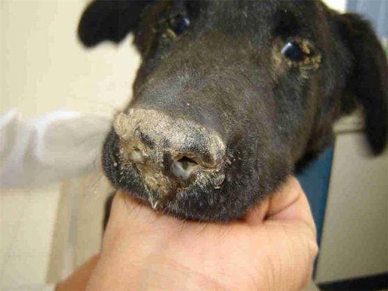 دیستمپر Distemper
یک بیماری عفونی و کشنده است که بیشتر دستگاه تنفسی و دستگاه عصبی سگ های جوان را درگیر می کند.
کیت آزمایش تشخیصی سریع در مورد این بیماری در کلینیک ها موجود است . واکسیناسیون های به موقع از بروز بیماری جلوگیری می کند