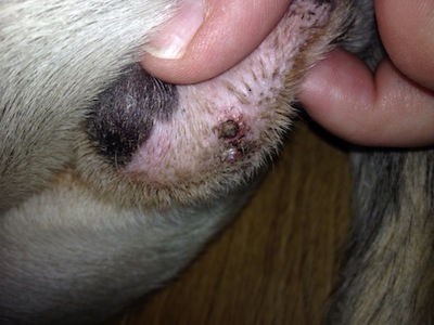هرپس ویروس Herpesvirus
یک بیماری ویروسی عفونی که علت اکثر مرگ و میرهای توله های زیر سه هفته می باشد.
