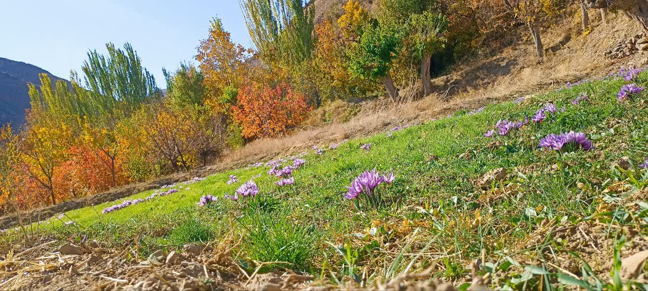 خرید و فروش زعفران اصل ایرانی مستقیم از تولیدکننده