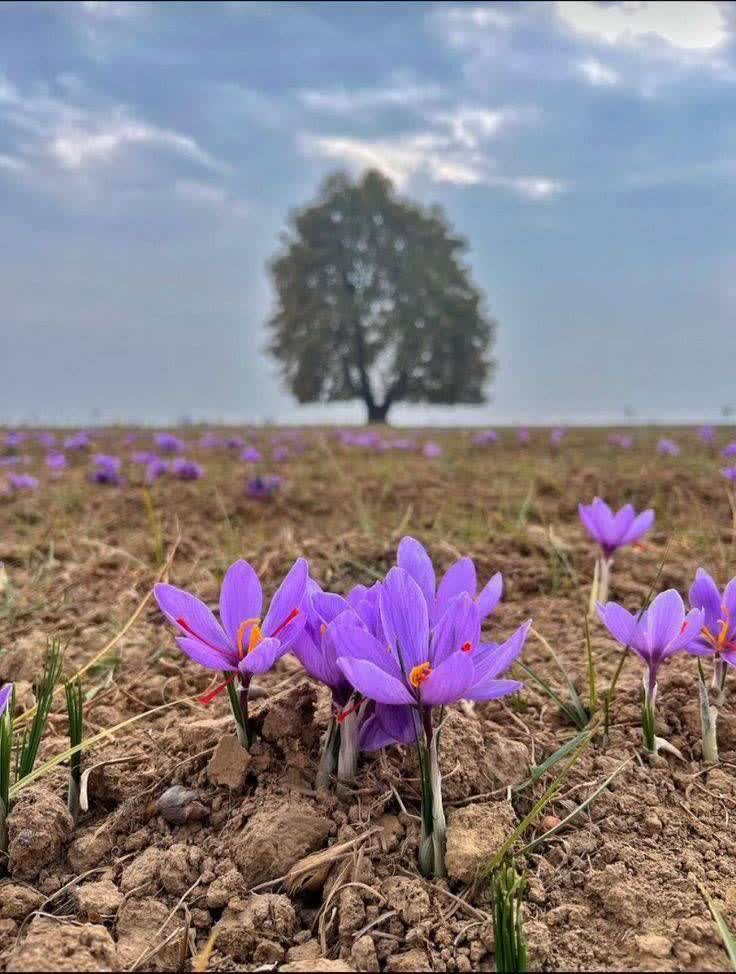 قیمت روز زعفران عمده و خرده چگونه تعیین می‌شود
