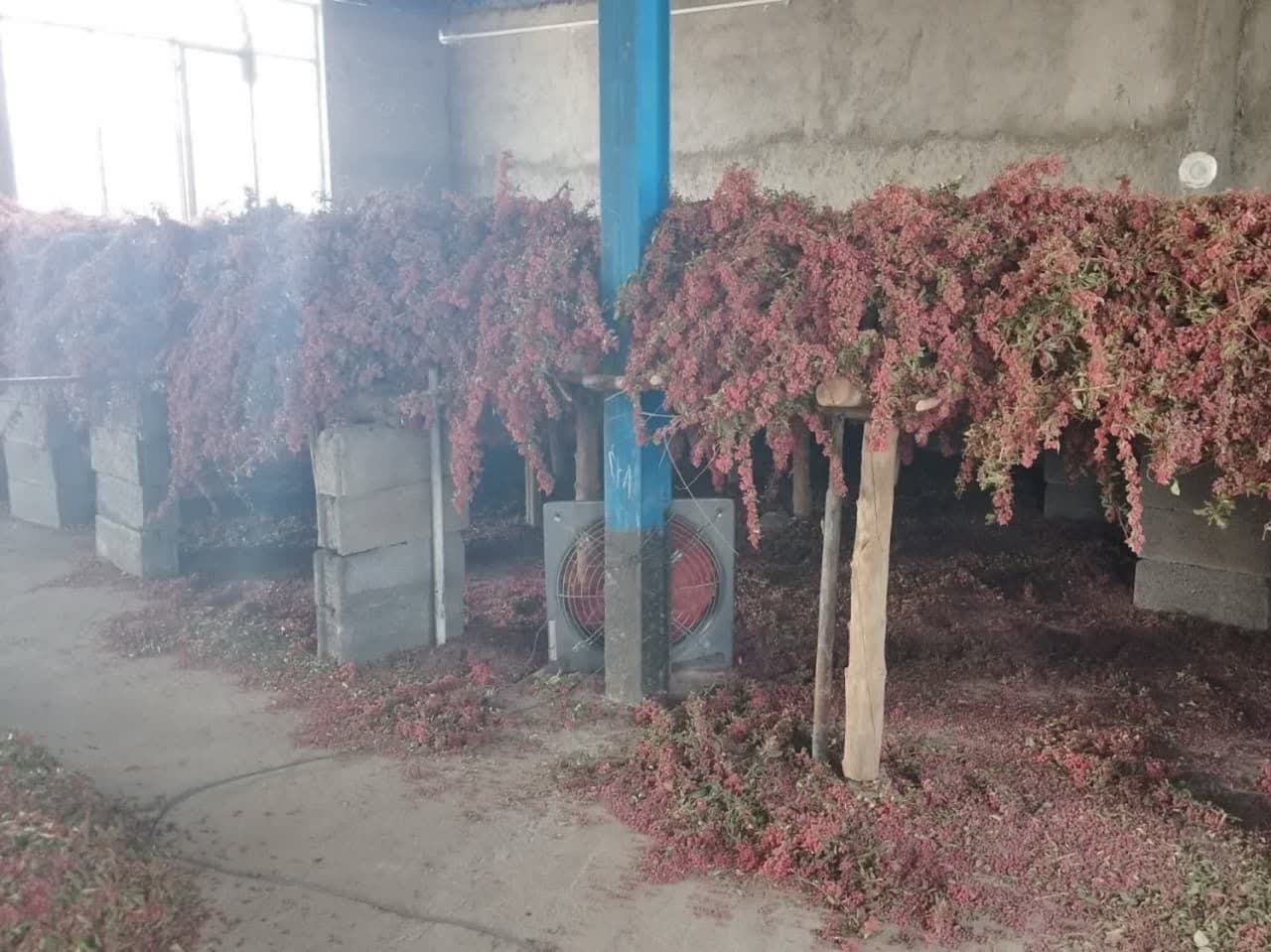 نکات مهم هنگام خرید زعفران عمده و خرده