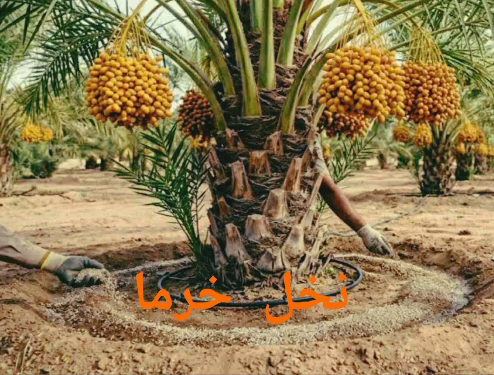 &nbsp;خرید وفروش عمده خرما