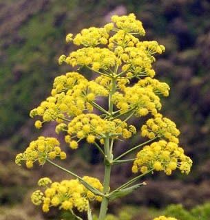 بوته کامل و چند ساله Ferula assa-foetida