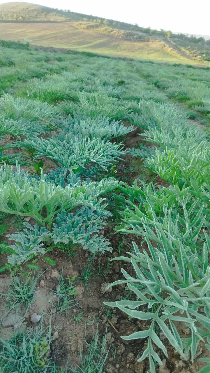 مزرعه زراعی سازی آنغوزه