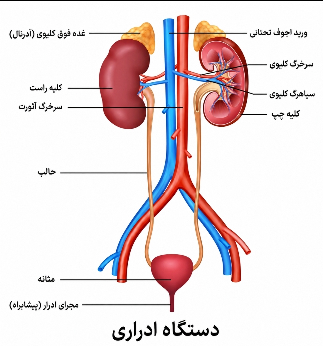متخصص و جراح ارولوژی در کرج&nbsp;
