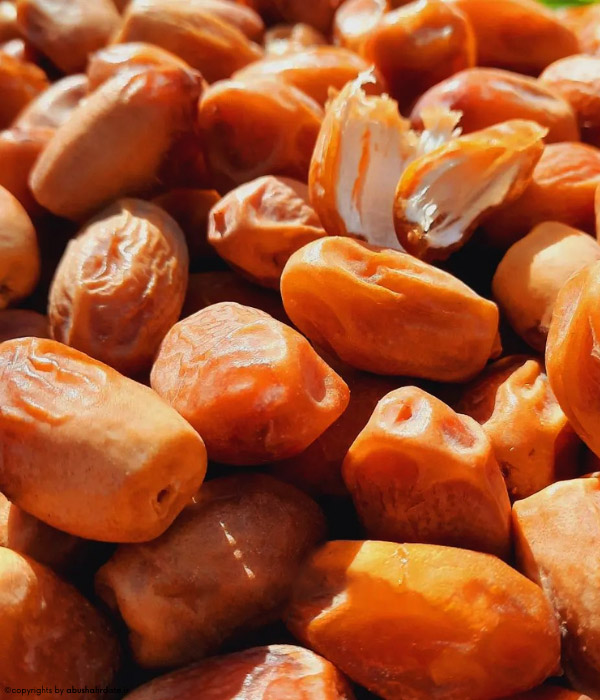 خرید مستقیم خرمای زاهدی از تأمینکننده