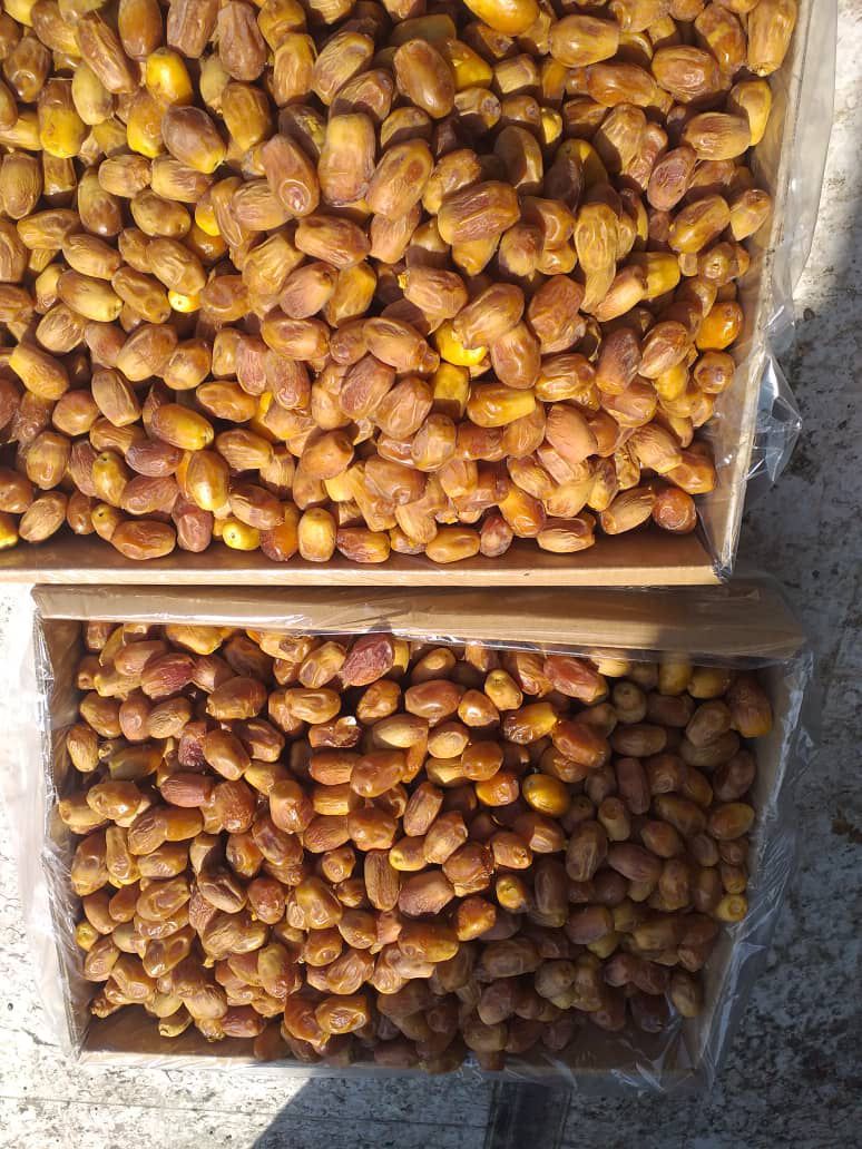بستهبندی و آمادهسازی خرمای زاهدی