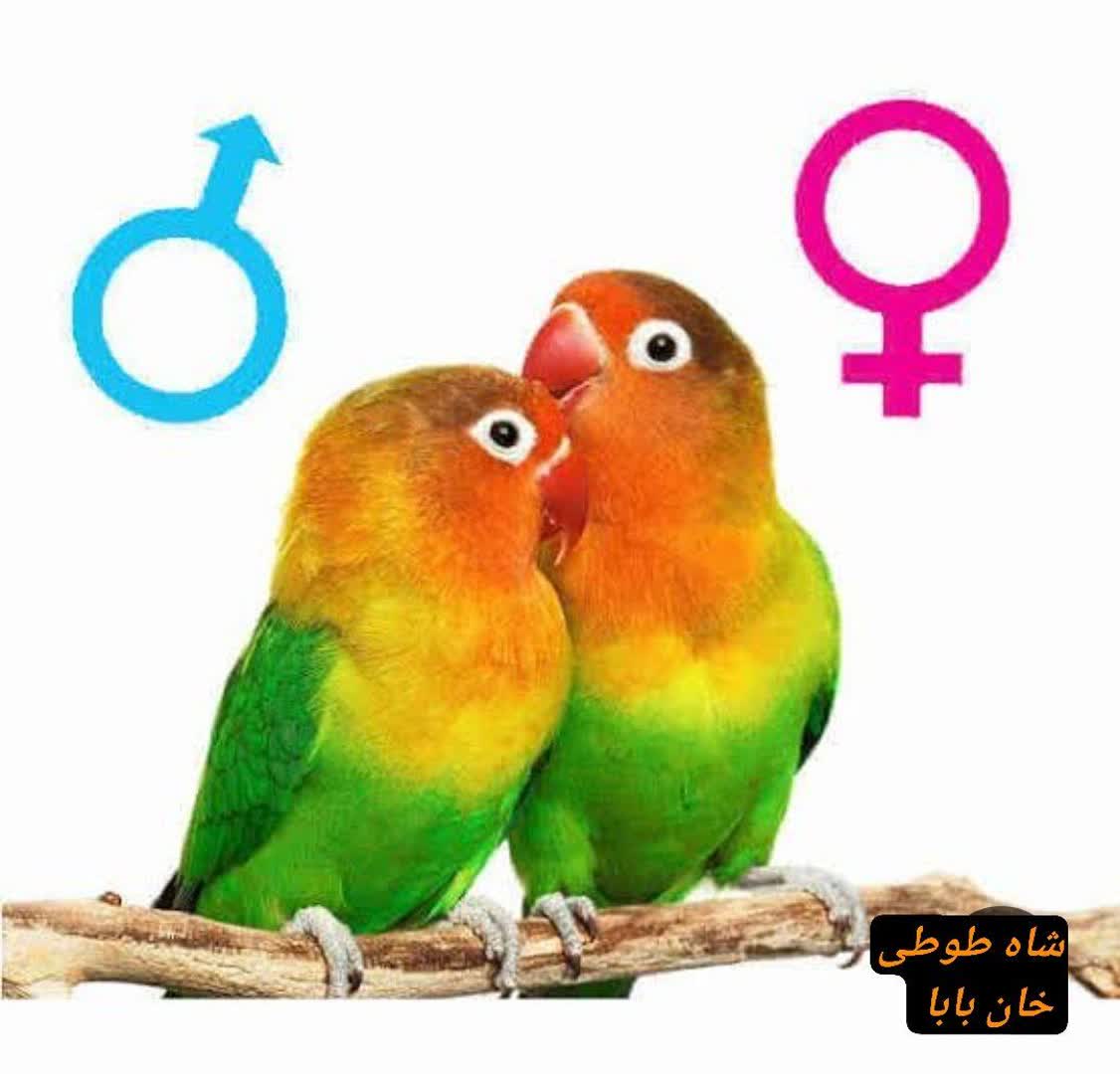 دارو و مکمل پرنده کرج