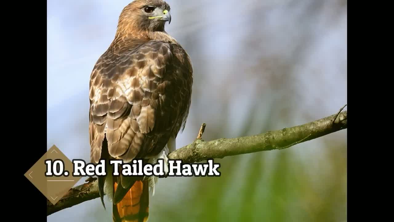 پوستر پرندگانی که براحتی میتوانند انسانها را بکشند