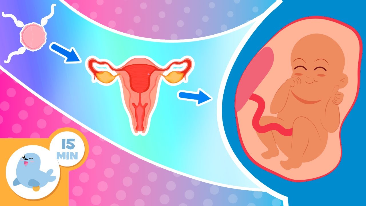 تولیدمثل انسان برای کودکان 🧬👶 — راهنمای گام‌به‌گام سیستم تولیدمثلی