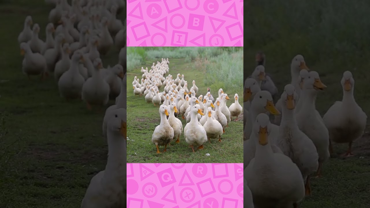 پوستر 🦆 حرف Q برای QUACK است! 🦆 بیبی اینشتین Shorts