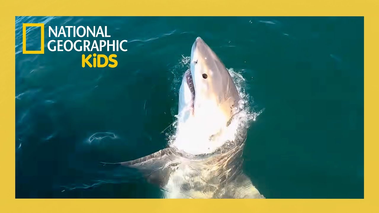 پوستر قسمت کامل کوسه زیر صفر 🦈 natgeokids