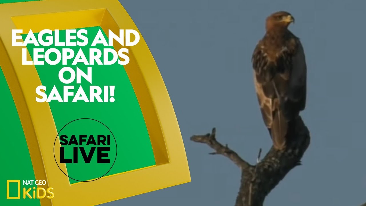 پوستر عقاب‌ها و پلنگ‌ها در سفر وحشتناک! زنده‌ی سفاری