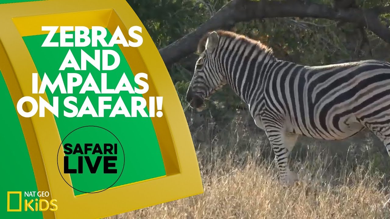 پوستر زرافها و امپالاها در سفر وحشتناک! زنده‌ی سفاری