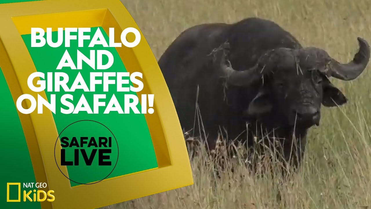 بافالو و زرافه‌ها در سفر وحشتناک! | زنده‌ی سفر وحشی
