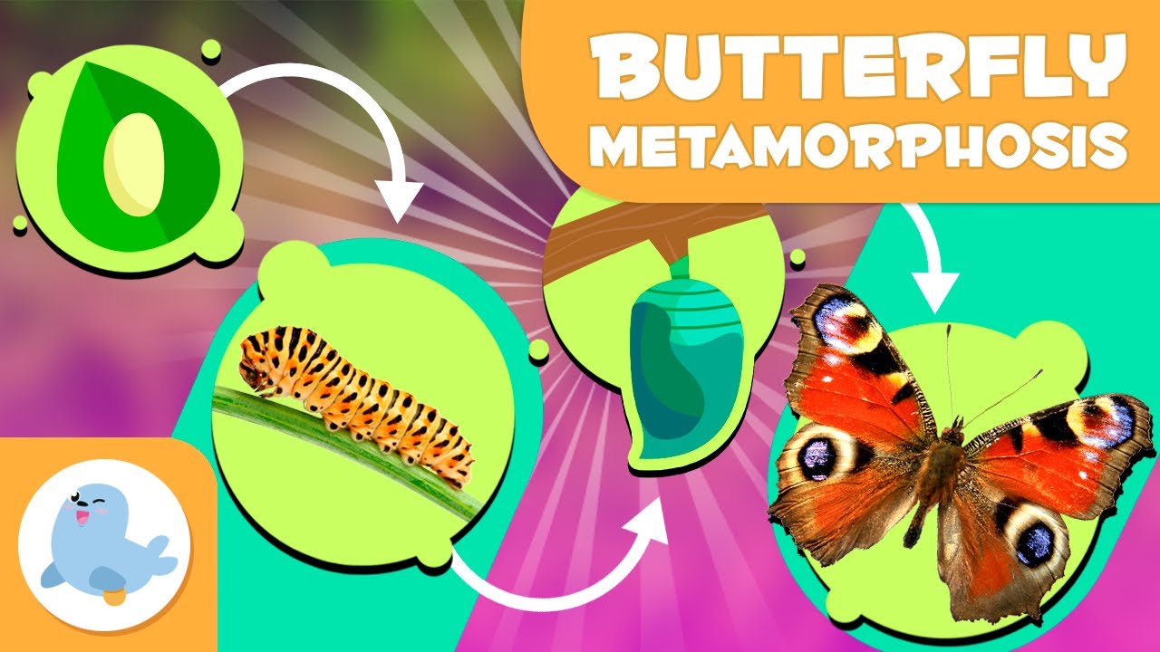 پوستر تحول پروانه برای کودکان 🌿 🔄 تخم → کرم‌خوار → شفاف‌پوست →
