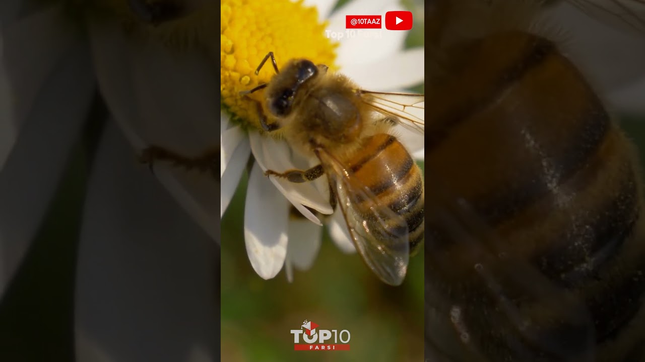 پوستر سرنوشت هولناک زنبورهای عسل بعد از مستی