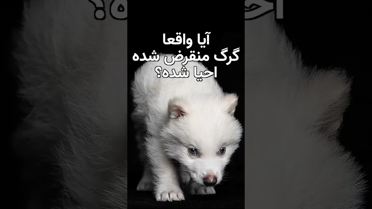 آیا واقعا گرگ‌های دایر احیا شدند یا فقط داستانی دیگر است؟