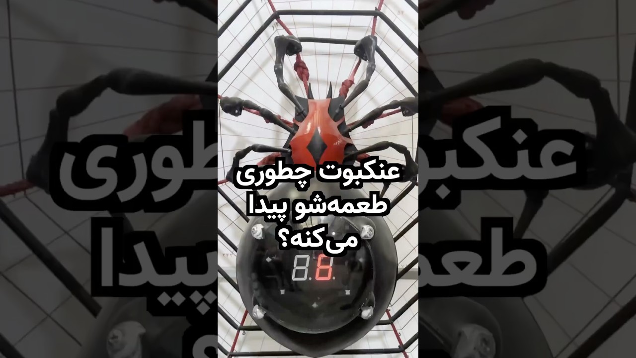 عنکبوتی با بینایی ضعیف اما شکارچی سریع