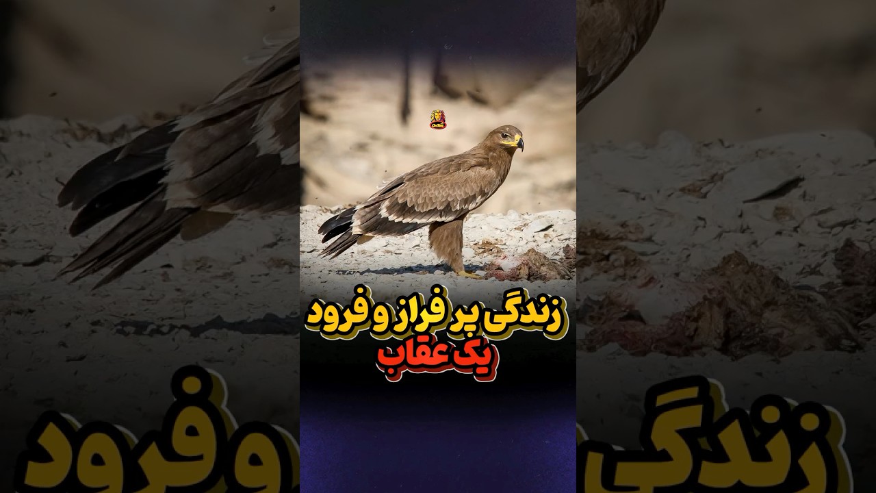 پوستر تلاش یک عقاب صحرایی در تمام طول زندگی