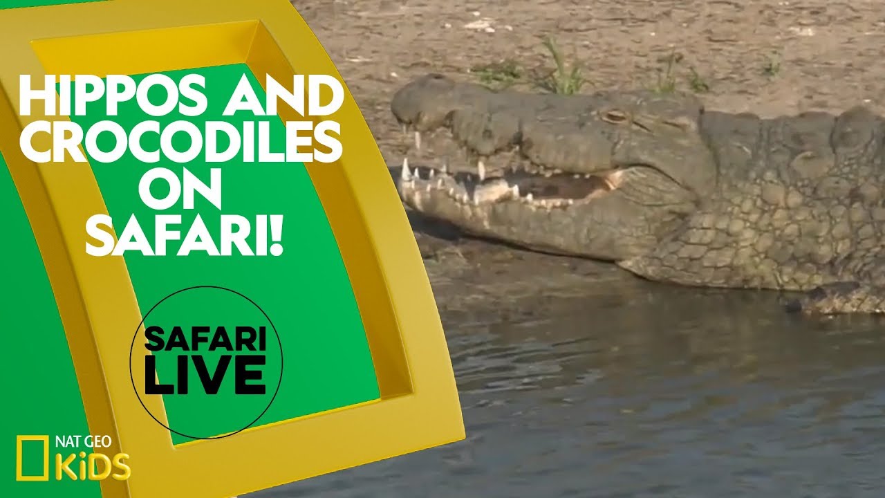 پوستر چشم‌انداز شیرها و هایناها در سفری به سافاری!