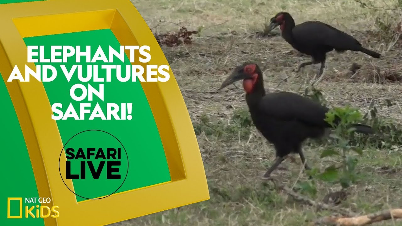 پوستر سافاری با فیل‌ها و لاشخورها! لایو سافاری