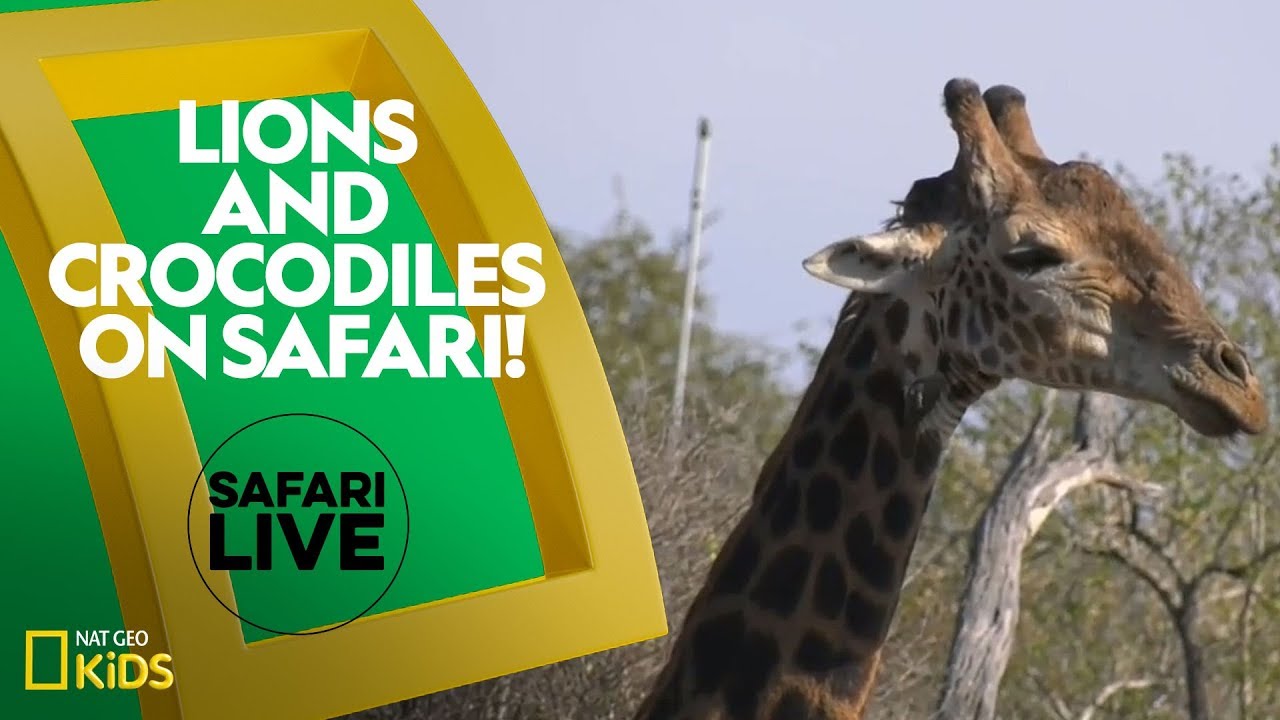پوستر سافاری با شیرها و تمساح‌ها! سافاری زنده