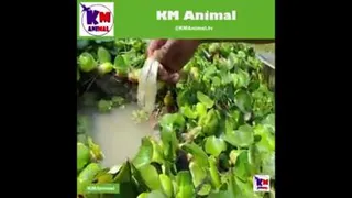 ماهیگیری جالب