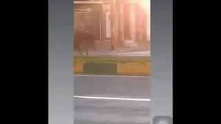 حمله گاومیش