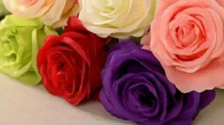 شگفتی آفرینش