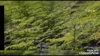 بشاگرد- مزارع مورنیگا-خواص مورنیگا