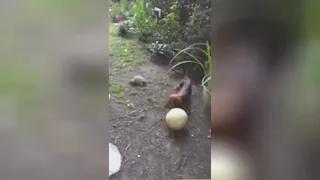 فوتبال بازی کردن سگ و لاک پشت دیده بودین😁😁