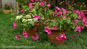 آشپزی در طبیعت - درست کردن سس باورنکردنی برای همه غذاها سس های خوشمزه و جدید