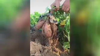 میوه های غول‌پیکر