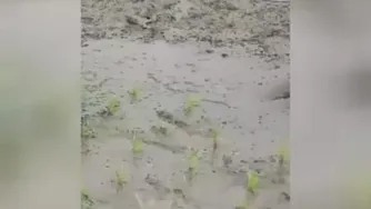 نشا برنج