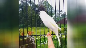 صدایی که همیشه دوست داشتی😉