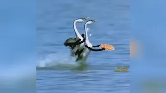 پبتزا خوردن لک لکها