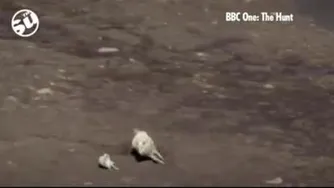جنگ زندگی!