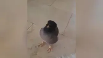 چه مرغ مینای نازی حرف میزنه