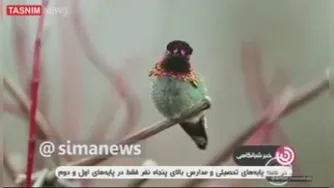عجایب مرغ مگس خوارحتماببینید