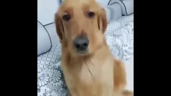 دیده تخم مرغ گرون شده،زده تو کار دزدی🤣