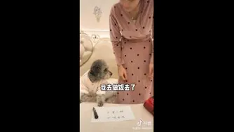 سگ با هوش. 🐕‍🦺🐶🐕‍🦺