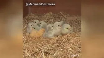 روز زن خخخخخخ