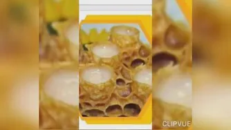 فروش تخصصی ژل رویال