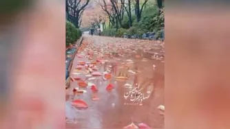 ترانه