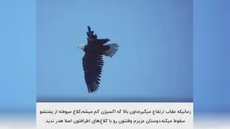اوج عقاب